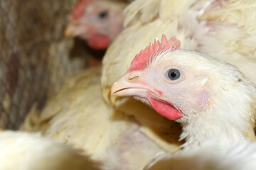 Closeup portrait of White hen at poultry farm, Layer farm, Group of healthy white chicken in poultry farm closeup, hen face closeup in farm, poultry, layer hens for eggs, poultry and livestock Chicken