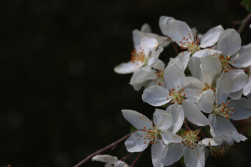 Flowering branch of Apple tree on dark background. Springtime concept. Malus domestica