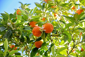 A closeup shot of a bitter orange tree, Citrus aurantium, with ripe fruit and white flowers, on a...