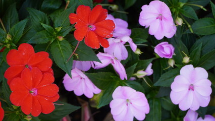 pink and red flowers in the garden