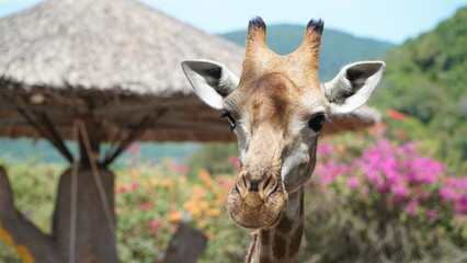 Close-up of a giraffe in front of some green trees
