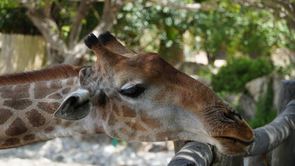 Close-up of a giraffe in front of some green trees