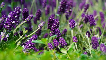 lavender flowers in the garden