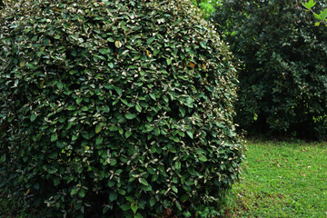 Eleagnus x Ebbingei bush in the garden. Eleagnus bush also called japanese Goumi on springtime