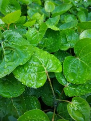 Polyscias scutellaria covered in water droplets after rain, creating a vibrant and refreshing natural scene.