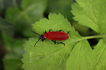 Scarlet lily beetle on a green leaf. Lilioceris lilii on springtime