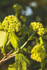 Hydrangea. Morning. Close-up of flowers. Sunny May.