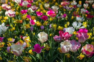tulips flowers - spring flowers - closeu up