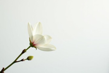 Delicate white blossom against pure white backdrop, clean, background