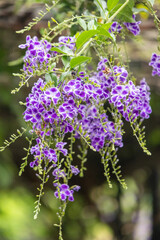 Wisteria flower in the garden. Clusters of fragrant, purple-blue flowers