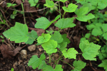 Red currant shrub with new fresh green leaves on springtime. Ribes bush in the garden 