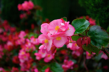 Obraz premium Hariang flower, known by the Latin name Begonia, has a pink color that looks beautiful. Suitable for background or wallpaper
