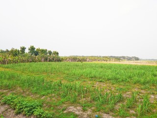 Obraz premium Flowers in the field