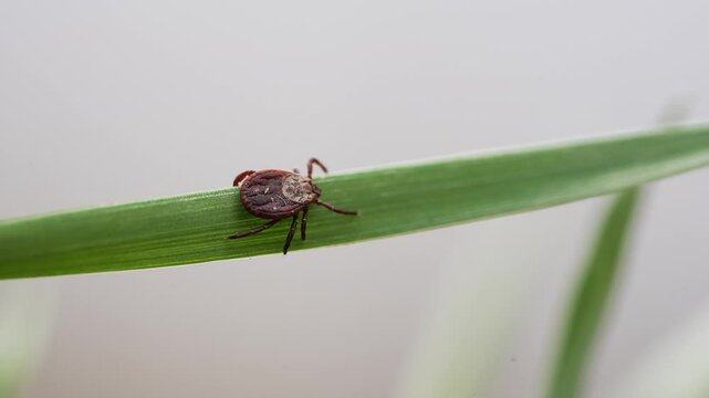 Close-up view of castor bean tick crawling along grass blade, highlighting potential transmission of lyme disease and tick-borne encephalitis within white studio environment
