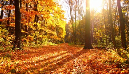 Obraz premium Autumn walk through a vibrant forest trail nature photography scenic bright sunlight