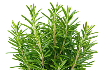 Fototapeta premium Fresh Rosemary Herb Bunch with Green Leaves on Transparent Background Ideal for Culinary Use