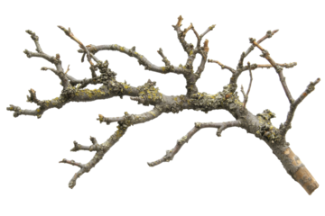 Twisted Branch of a Leafless Tree with Detailed Bark and Lichens on a Transparent Background