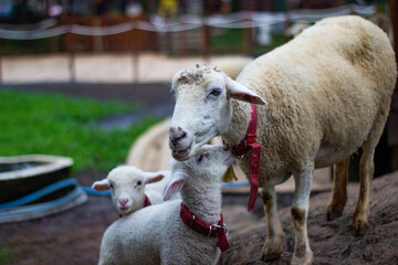 a sheep wearing a collar with her lamb in the zoo
