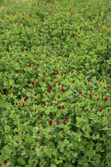  Crimson clover field in bloom. Trifolium incarnatum field on springtime season