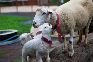 Fototapeta premium a sheep wearing a collar with her lamb in the zoo