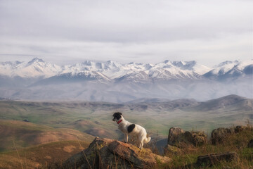 Black and white dog stands against the backdrop of snow-capped mountain peaks in spring. Nature...