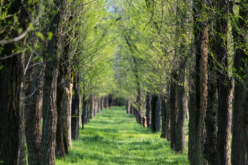 Alley of elm trees in Zheltoksan Park Almaty in spring