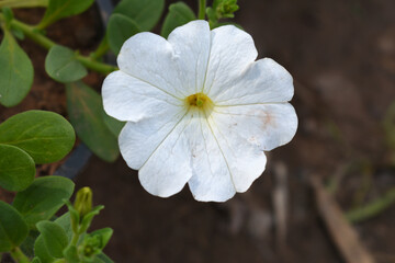 White petunias in the garden, Petunia, Close up of white Petunia flower in the garden, Petunia flower and blurred background, Background of white petunia flowers, spring flower Closeup.