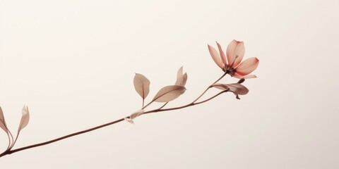 Minimalist botanical composition featuring a delicate flower branch with soft sepia tones against a clean, neutral background