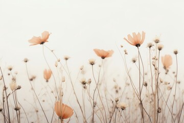 Nature’s delicate dance captured as wildflowers sway gently on a calm breezy day, their pale hues exuding grace and serenity in an ethereal, minimalist setting. © DIMENSIONS