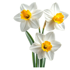 Fototapeta premium Three Elegant White Daffodils, Yellow Center, Spring Blooms, Isolated Black