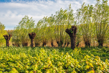 Row of pollard willows at the beginning of the spring season. Some have been pruned and other trees already have fresh green leaves growing on their branches. The blue sky is slightly cloudy.
