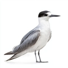 Fototapeta premium Grey and White Bird Profile on White Background
