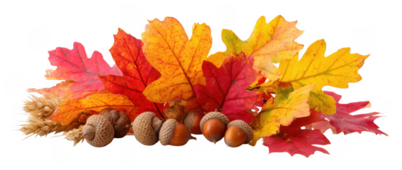 Autumn Fall Leaves Colorful  Arrangement on Transparent Background