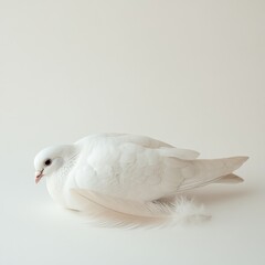 Serene White Dove with Fluffy Feathers on White Background