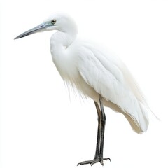 Obraz premium White Egret Bird on White Background Detailed Studio Portrait
