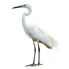 Naklejka premium White Egret on White Background Elegant Bird Portrait