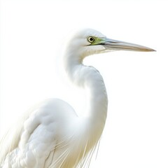 Fototapeta premium White Egret Profile Closeup of a Graceful White Bird Against a Bright Background
