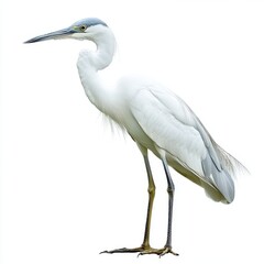 Naklejka premium White Heron Profile on White Background
