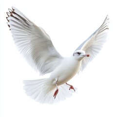 Fototapeta premium White Seagull in Flight Against a White Background