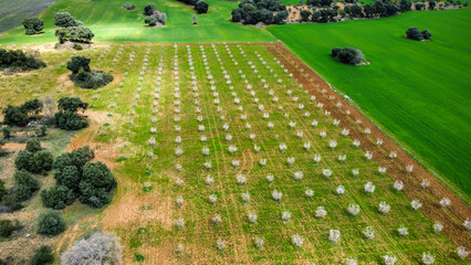 drone view of a plantation of almond trees in bloom and a green cereal crop, drone view, horizontal