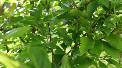green leaves background