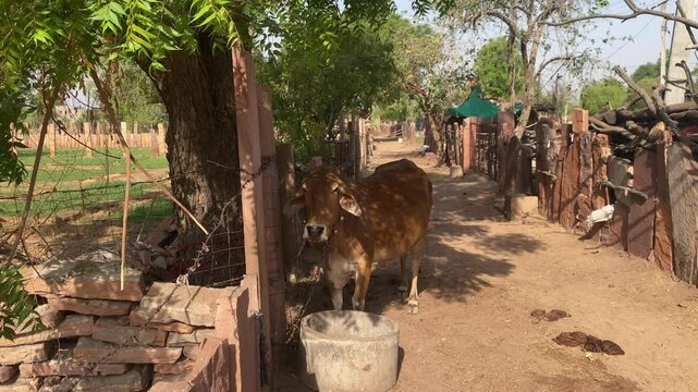 A Cow Standing at Agriculture Field, Cow in Shadow of a Tree. Indian Cow's, Farmland View. Animal in India.