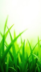Fototapeta premium Vibrant green grass blades, lush texture, white backdrop, stem, organic, spring