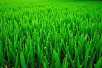Obraz premium Vibrant green grass texture, ideal background , lawn, element