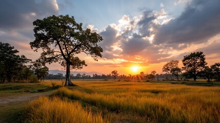 Fototapeta premium Golden field ablaze as sun sets