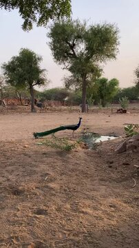 Peacock or Mayur in Thar Desert area of Rajasthan, Mayor in Desert area, Peacock, Mayor, Mayur, Birds,