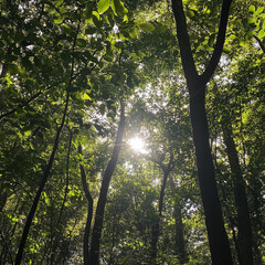 Sunlight Filtering Through Dense Forest Trees - Natural Green Background