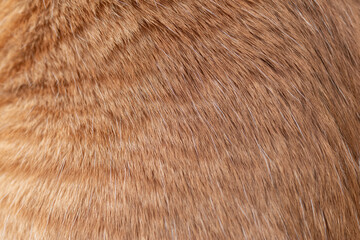 可愛い猫の毛並みをマクロレンズで撮影