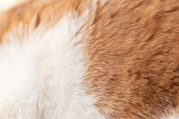 可愛い猫の毛並みをマクロレンズで撮影