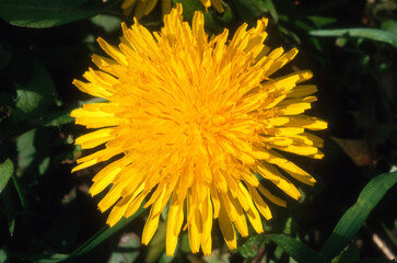 Pissenlit, Taxacum officinale